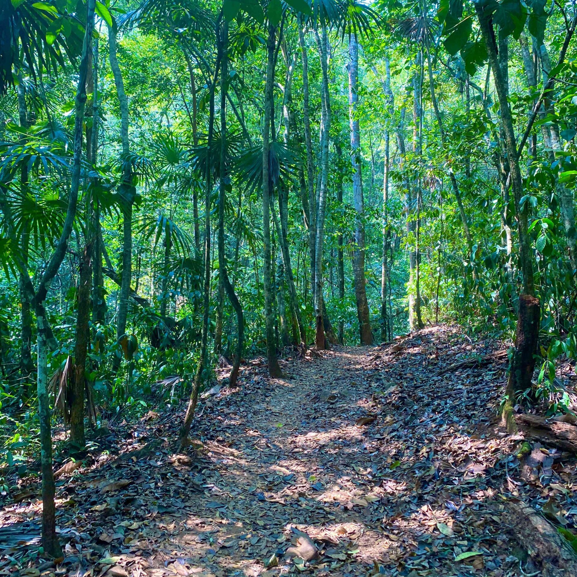 Bens Bluff Trail