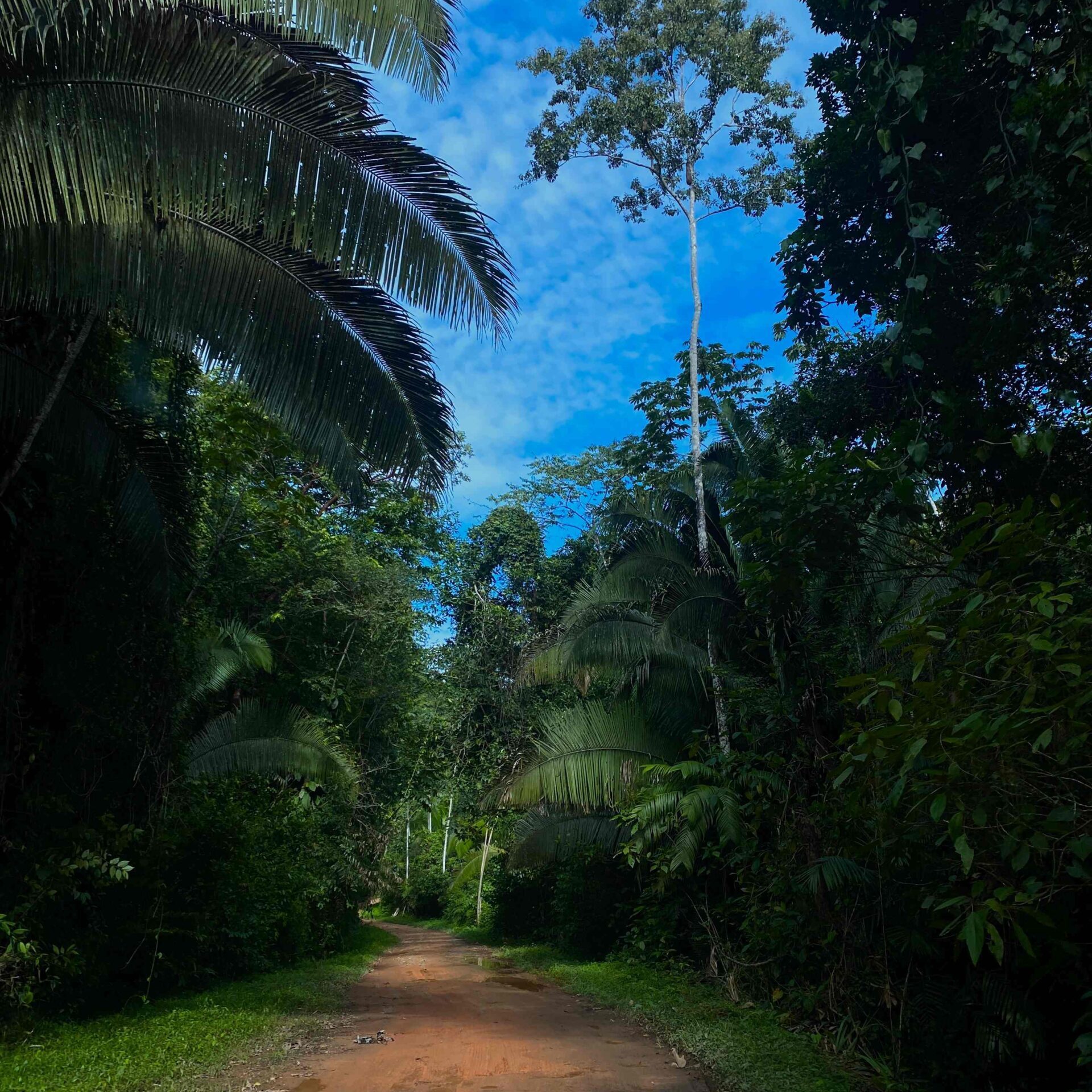 Feeder road to Jaguar Preserve